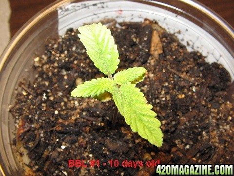 BBL 10 days old