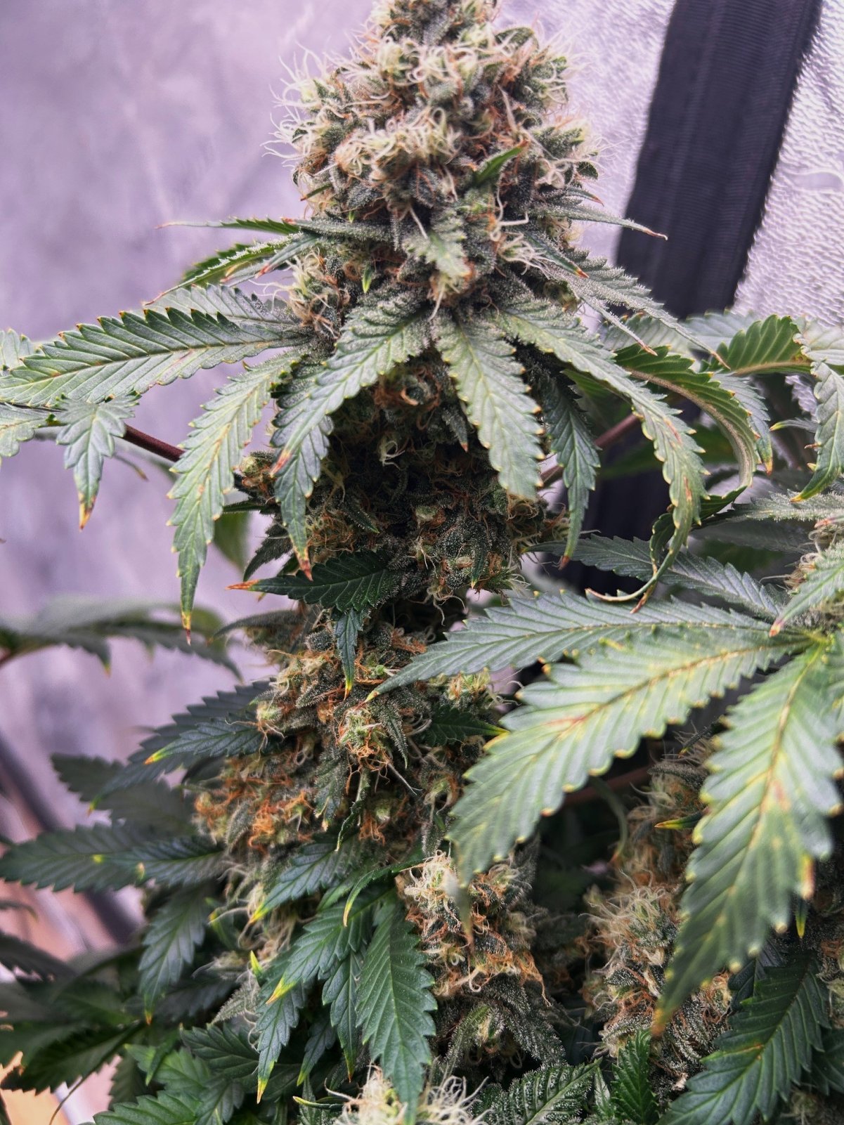 BC 5-26-25 F56 cola.JPG