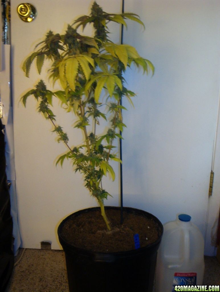 BCW BayArea's Largest 2solo Grow Todate Flower day 6