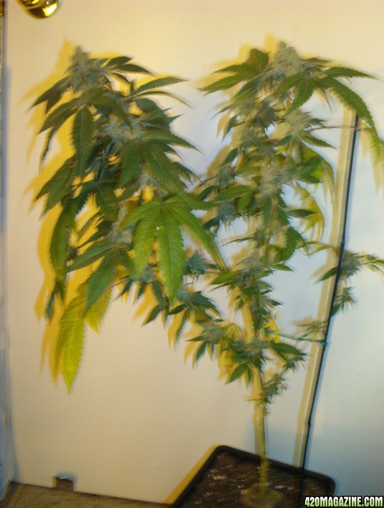 BCW BayArea's Largest solo Grow Todate Flower day 62