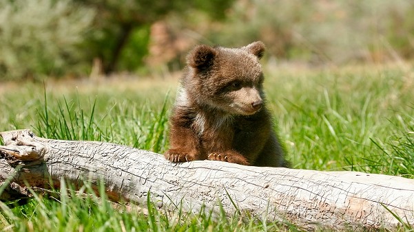 Bear Cub - Shutterstock