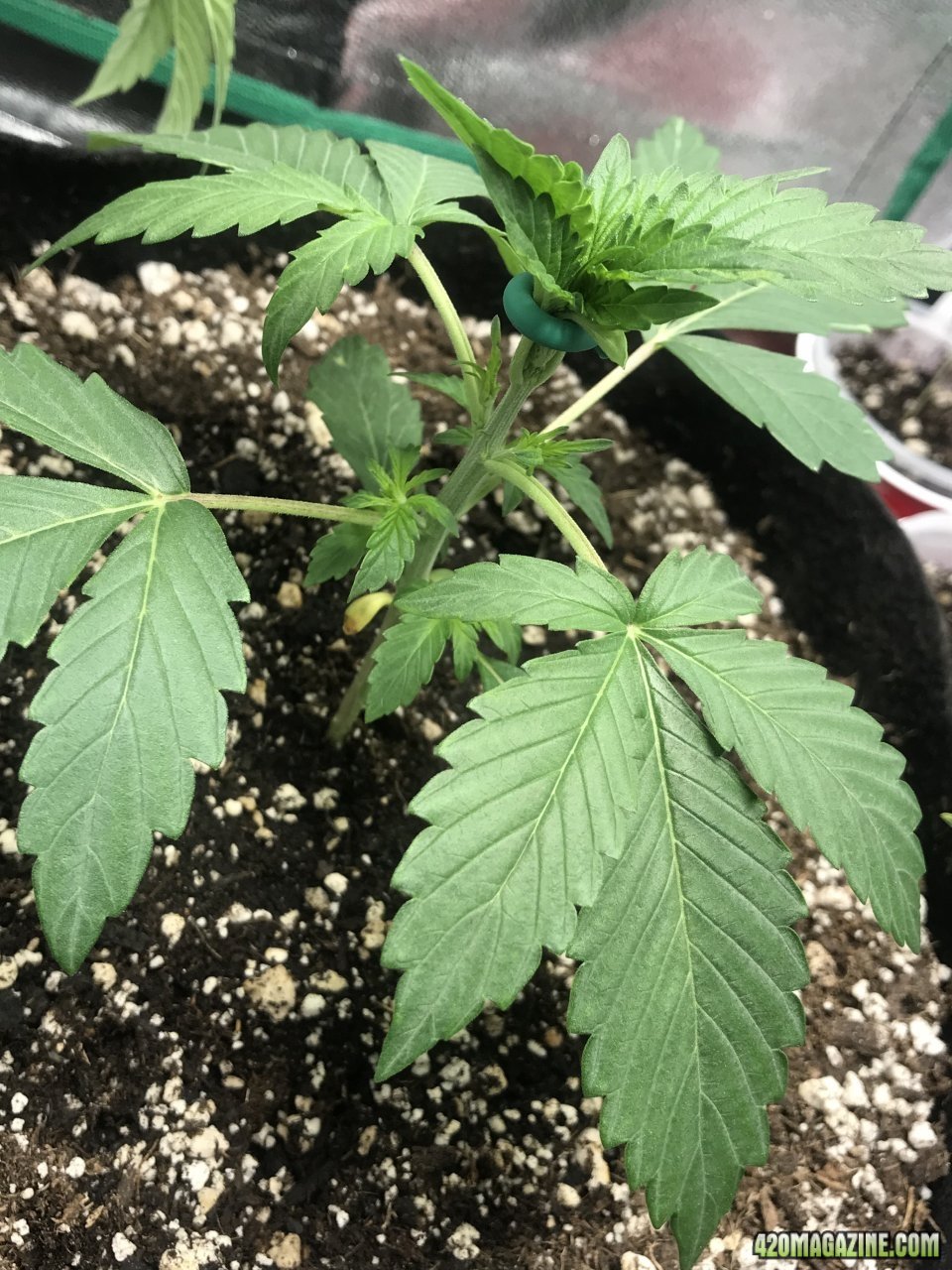 Beary White auto