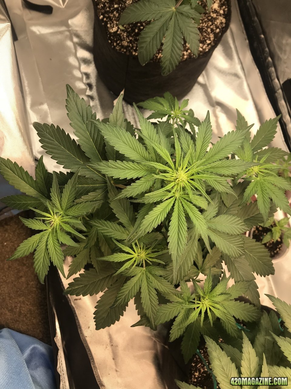 Beary White Auto