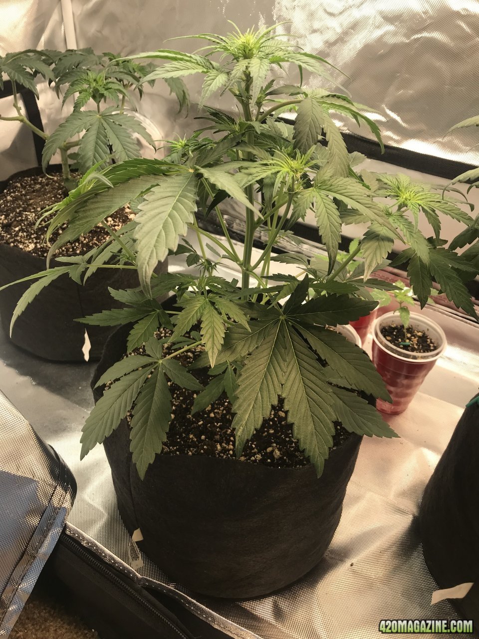 Beary White Auto