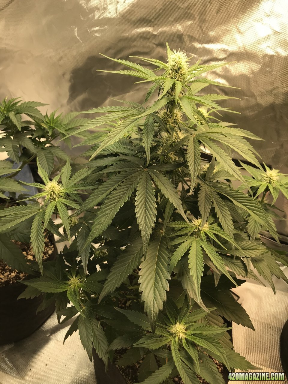 Beary White Auto