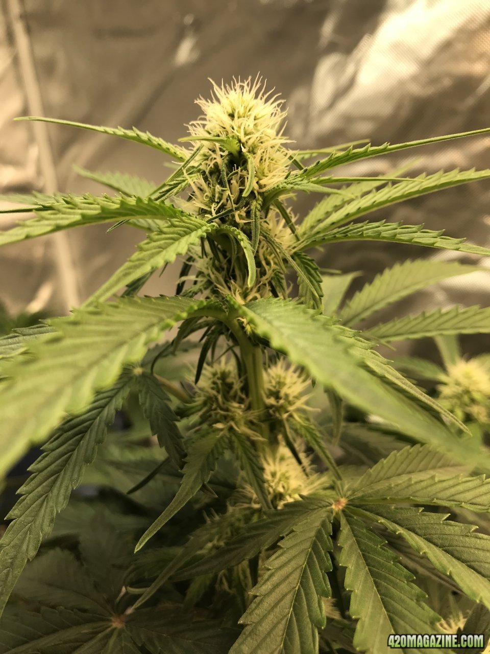 Beary White auto