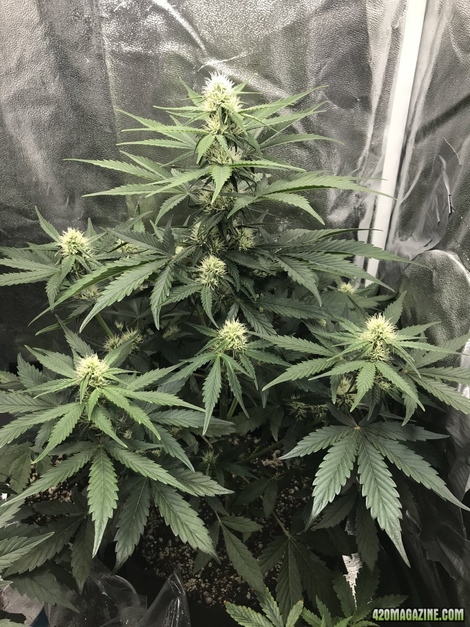 Beary White Auto