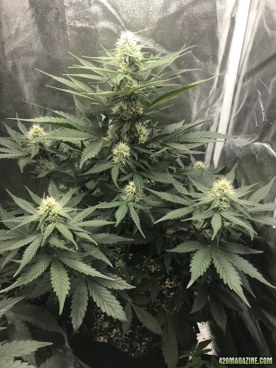 Beary White Auto