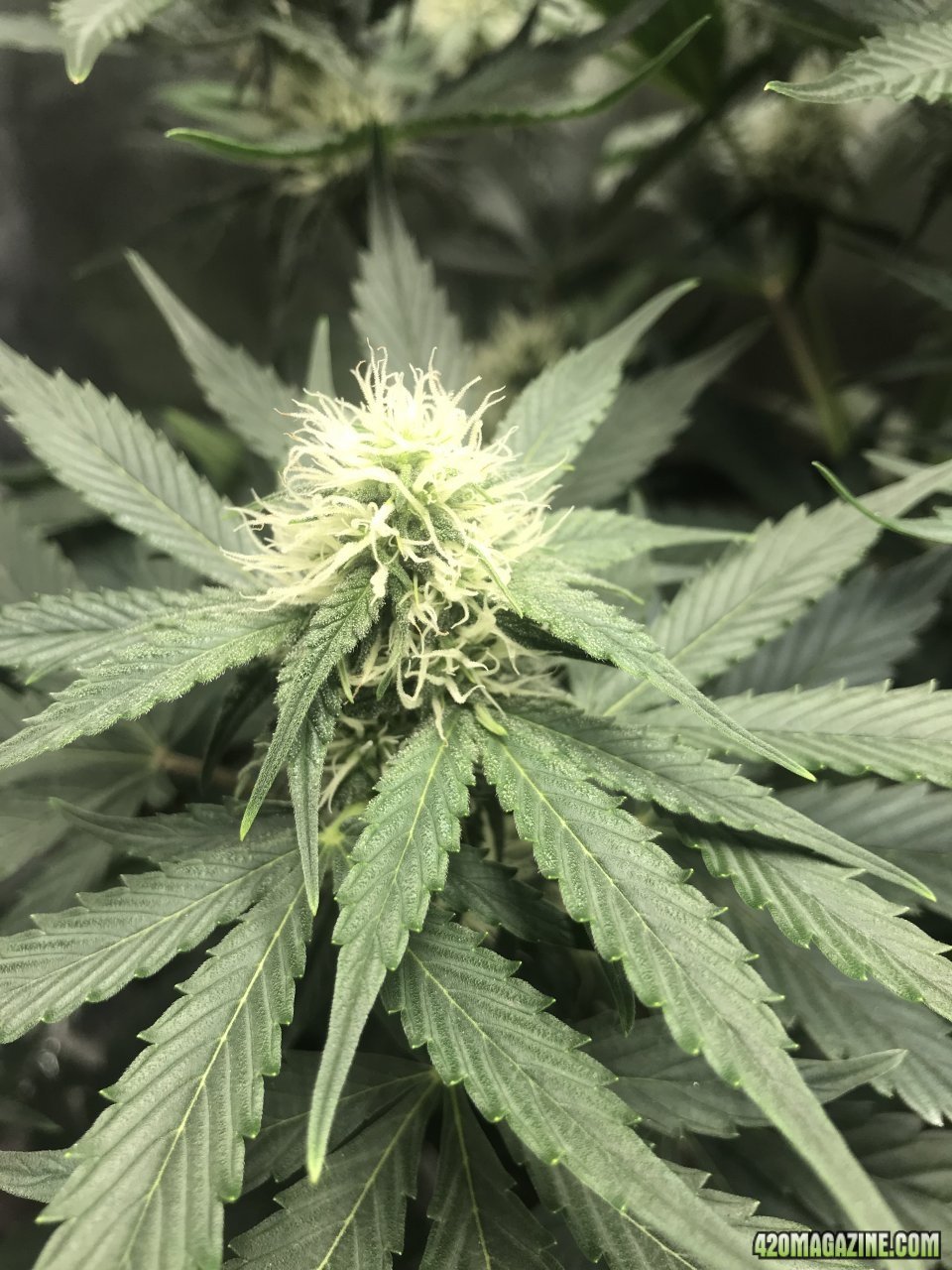 Beary White Auto