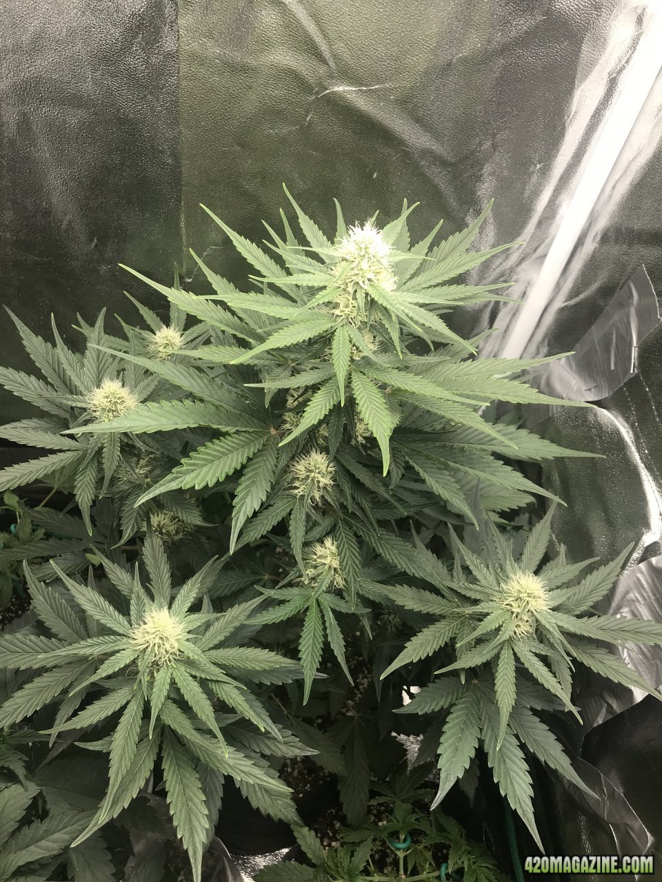 Beary White Auto