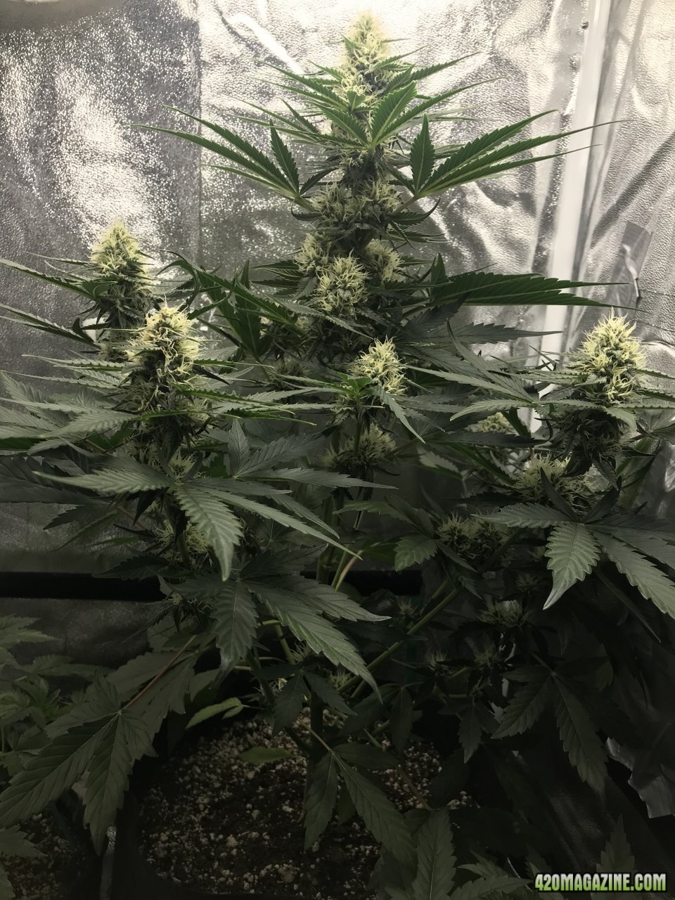 Beary White Auto