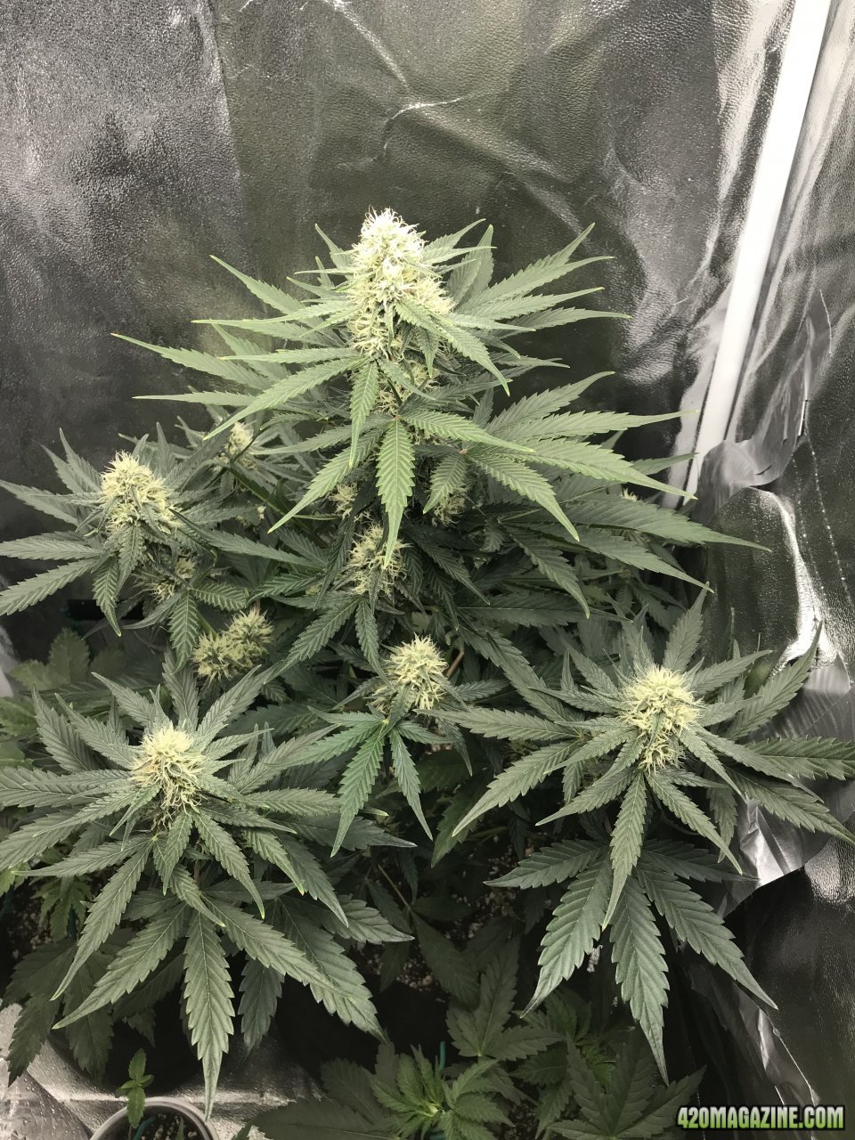 Beary White Auto