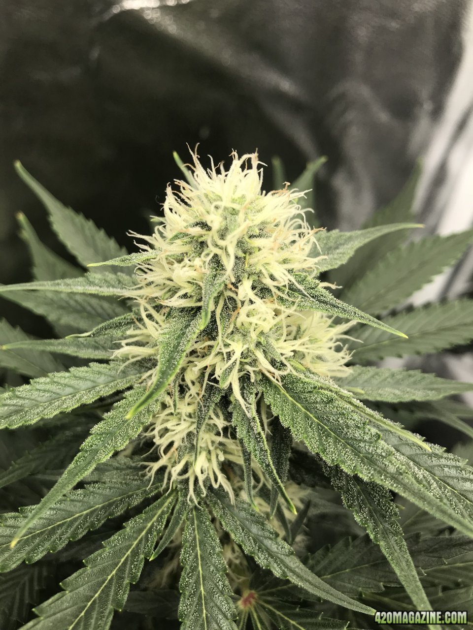 Beary White Auto