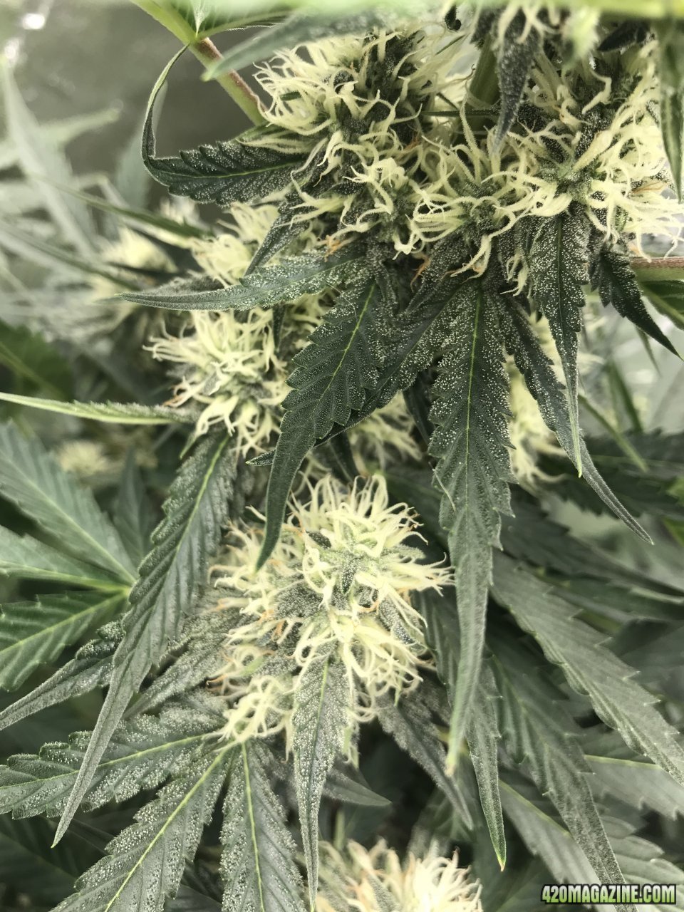 Beary White Auto