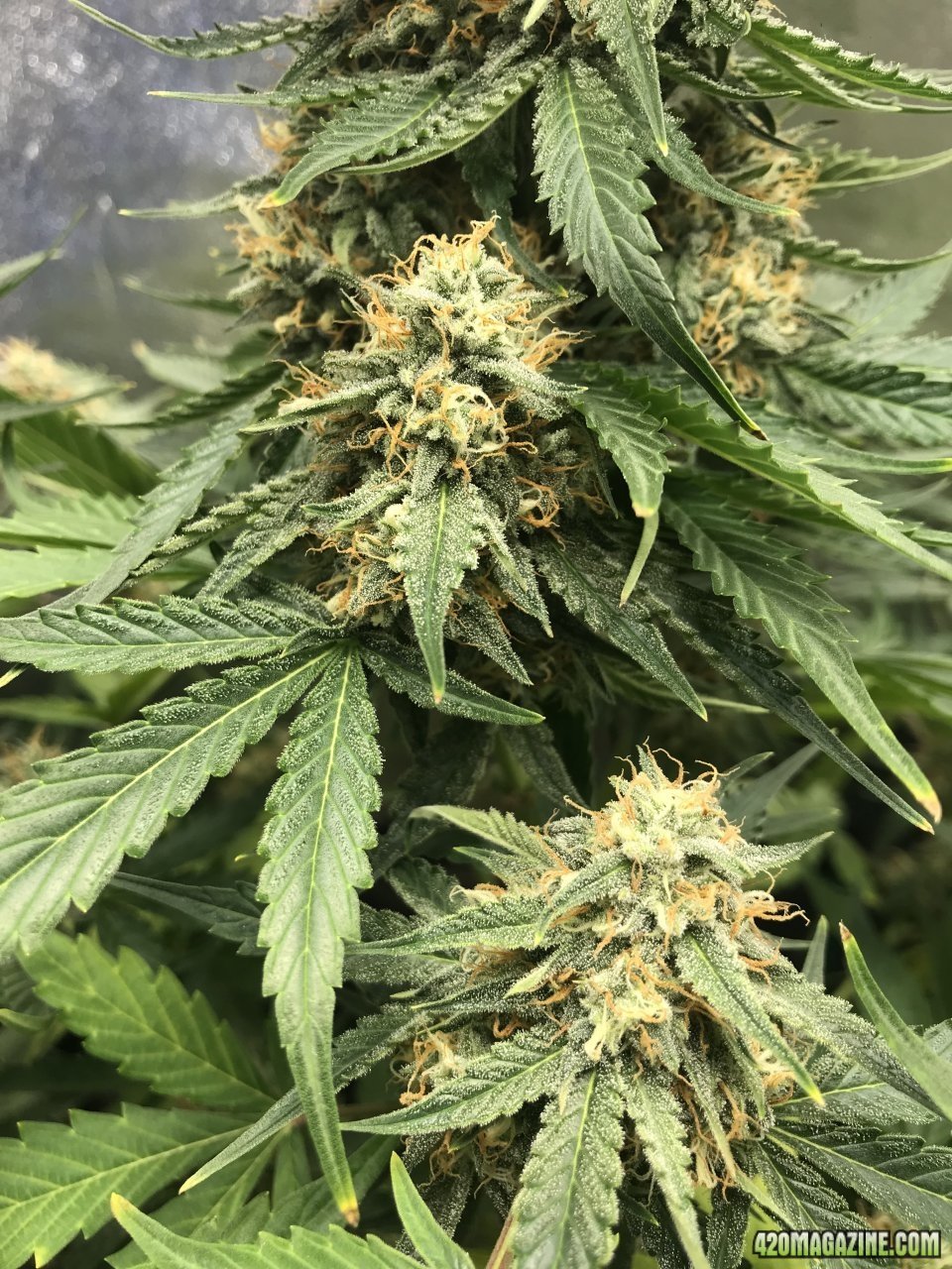 Beary White auto