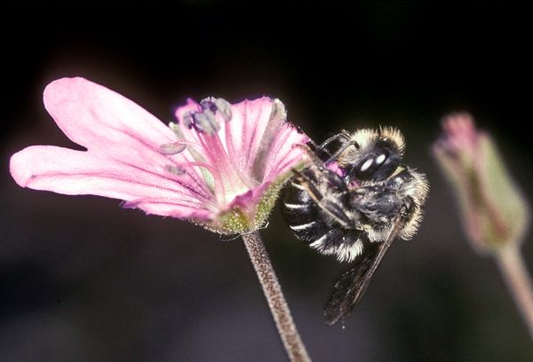 bees-flower-nests-sandwich-action-shot_20045_600x450