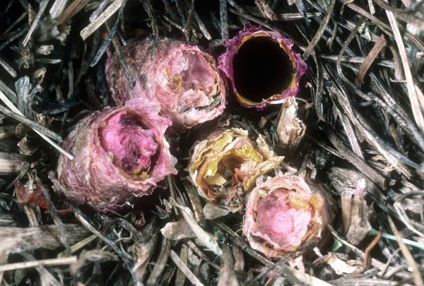 bees-flower-nests-sandwich-ground_20047_600x450