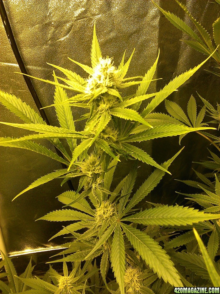 begin week 5 flower 60 days under the lights