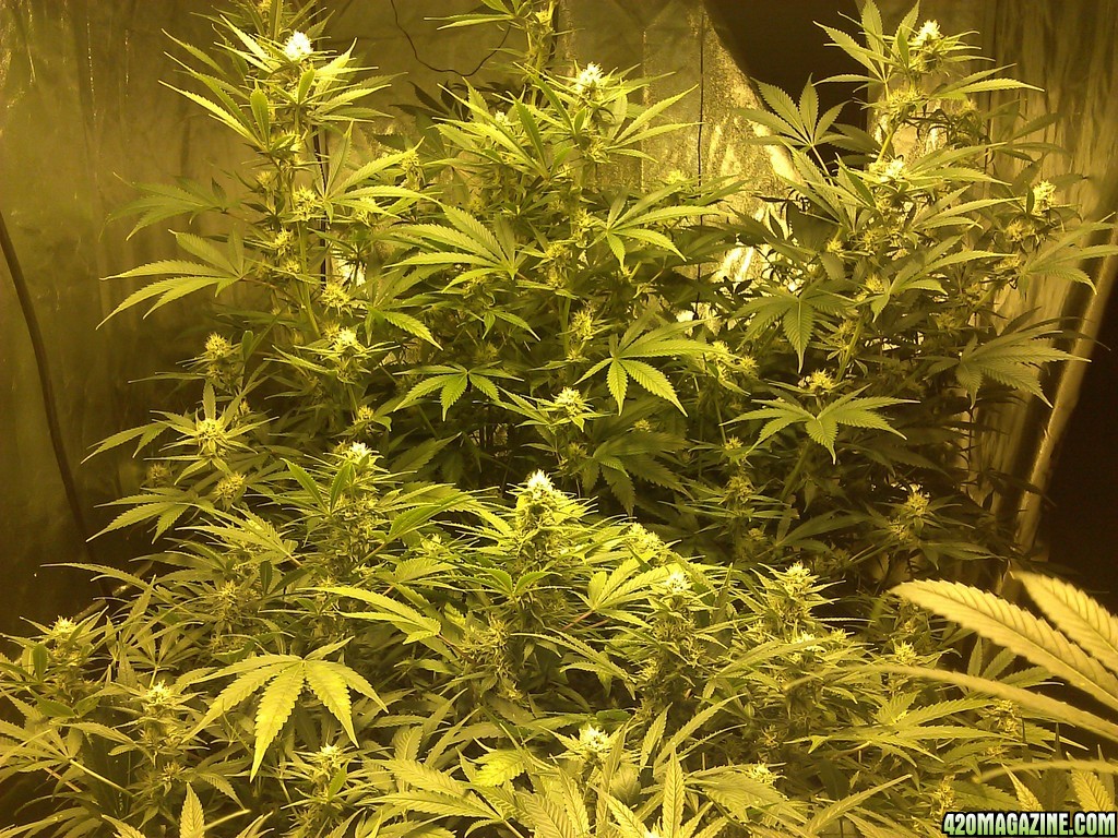 begin week 5 of flower ... 60 days under the ligts