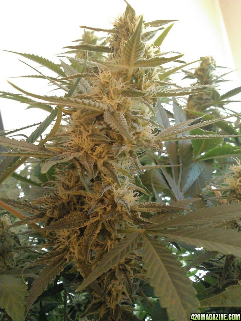 begin week 6 flower