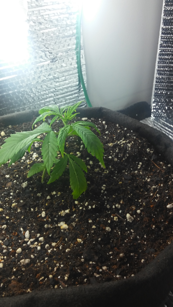 beginners grow