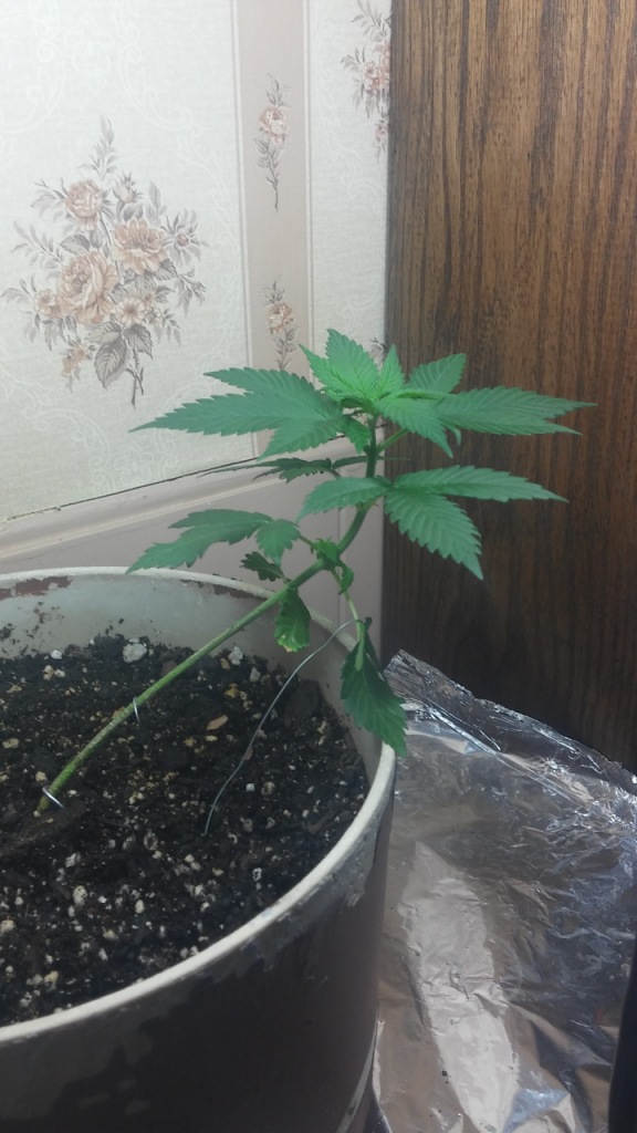 beginners grow