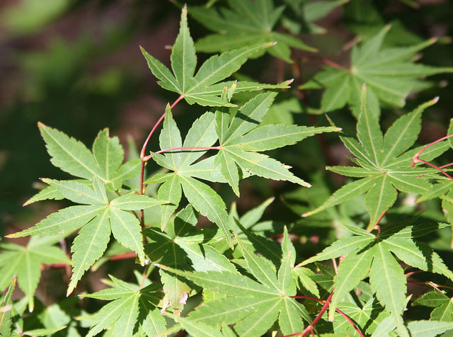 Ben-Kawa-green-leaf-Japanese-maple.jpg