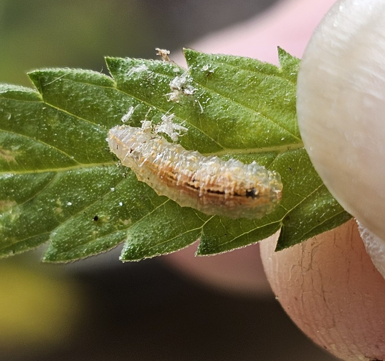 Beneficial larva