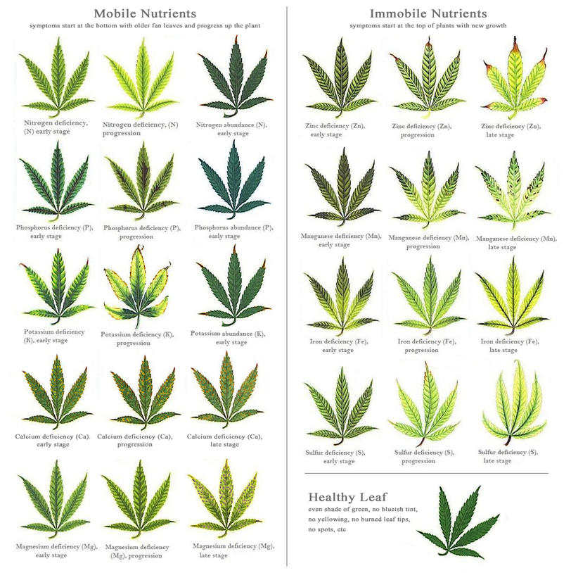 best_cannabis_deficiency_visual_chart1