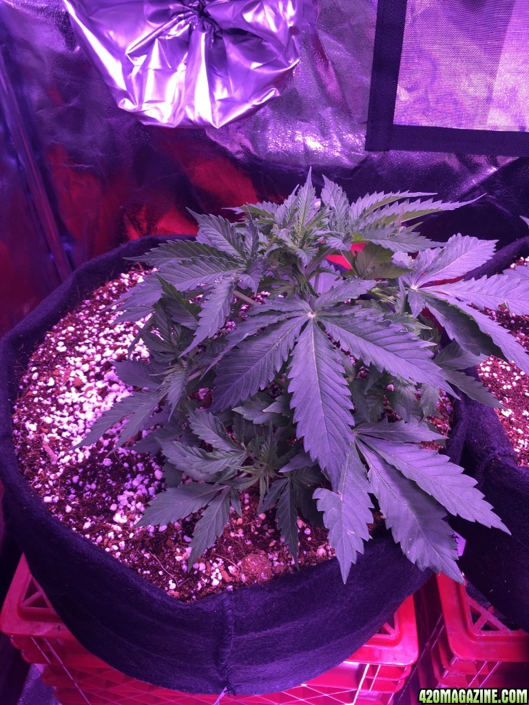 Beuhla Day 30