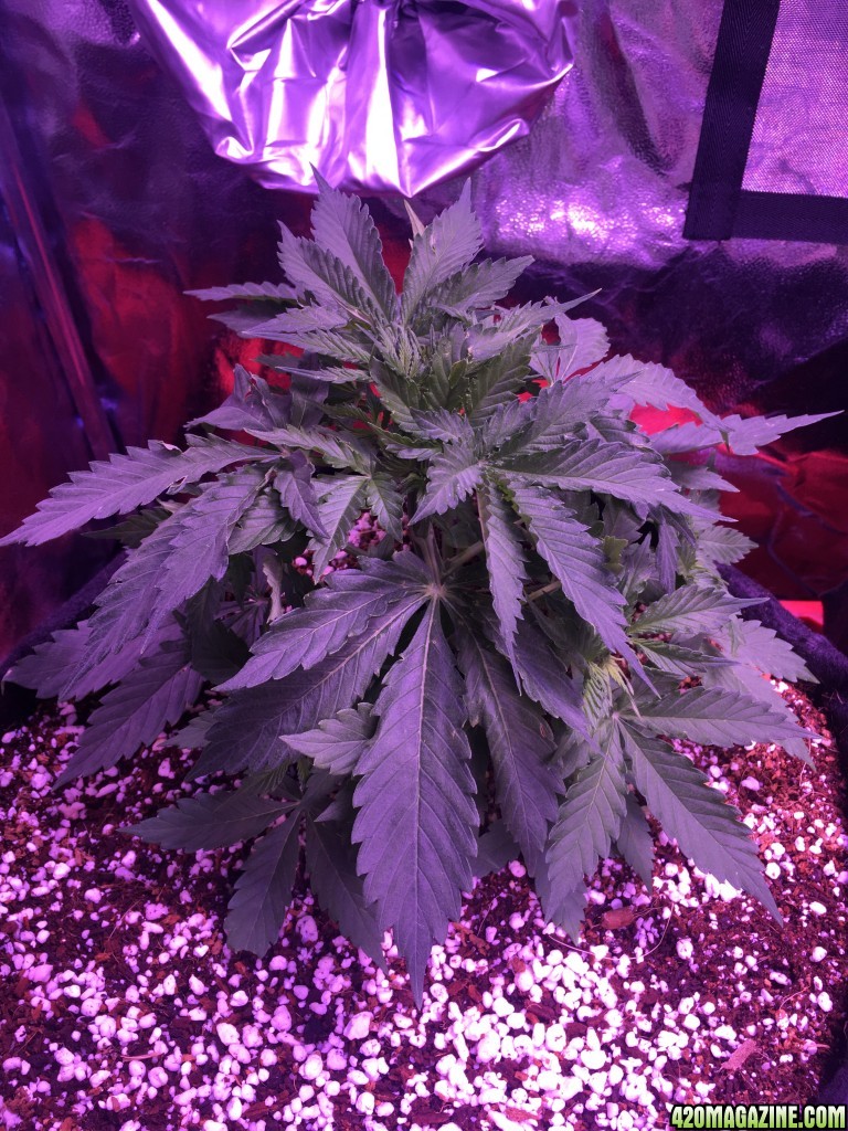 Beuhla Day 30