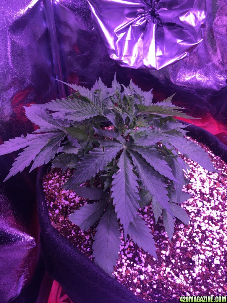 Beuhla Day 30