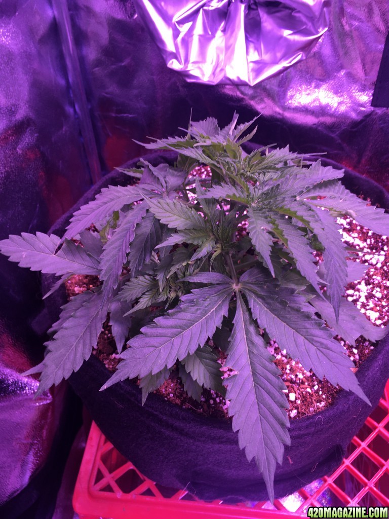 Beuhla Day 30