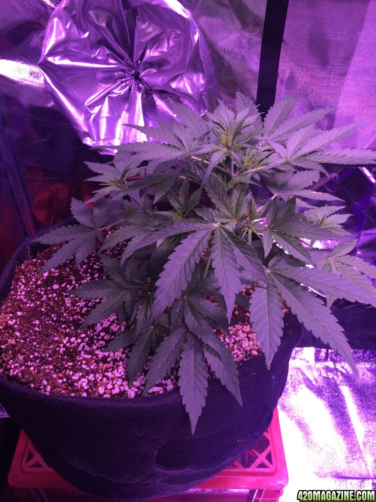 Beuhla Day 30