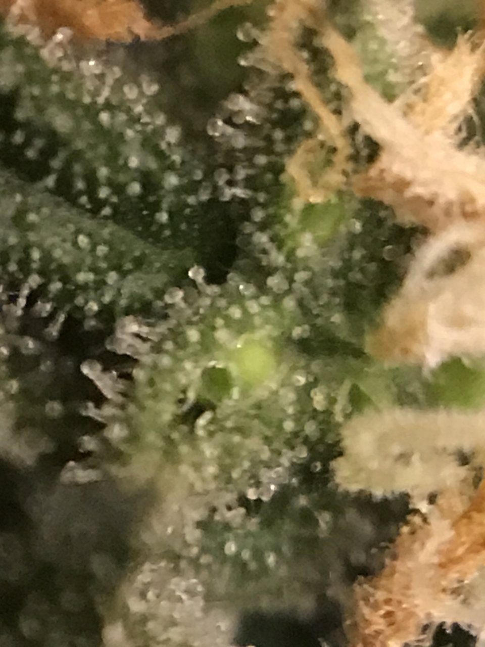 BG41 Trichomes.JPG