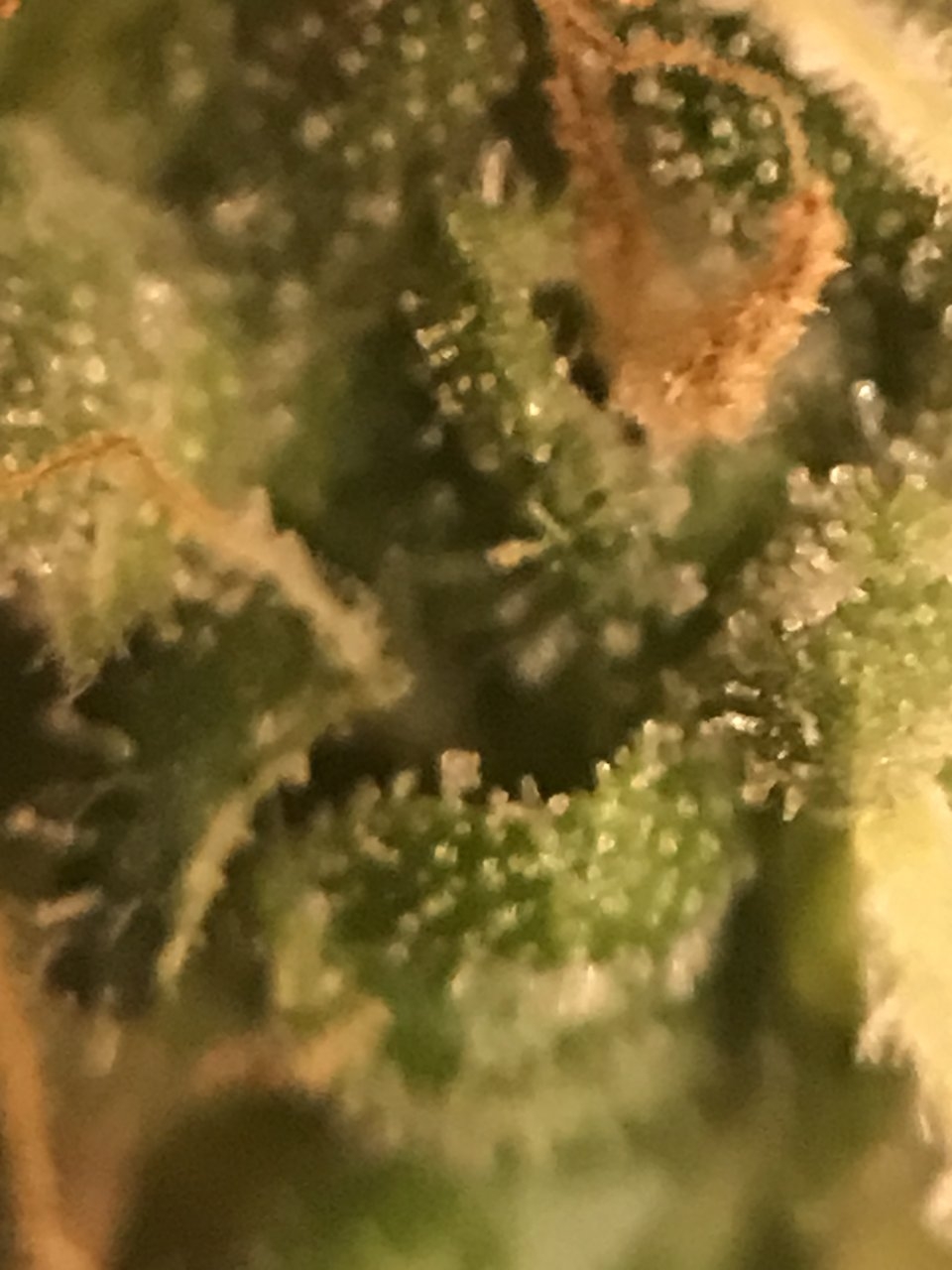 BG41 Trichomes.JPG