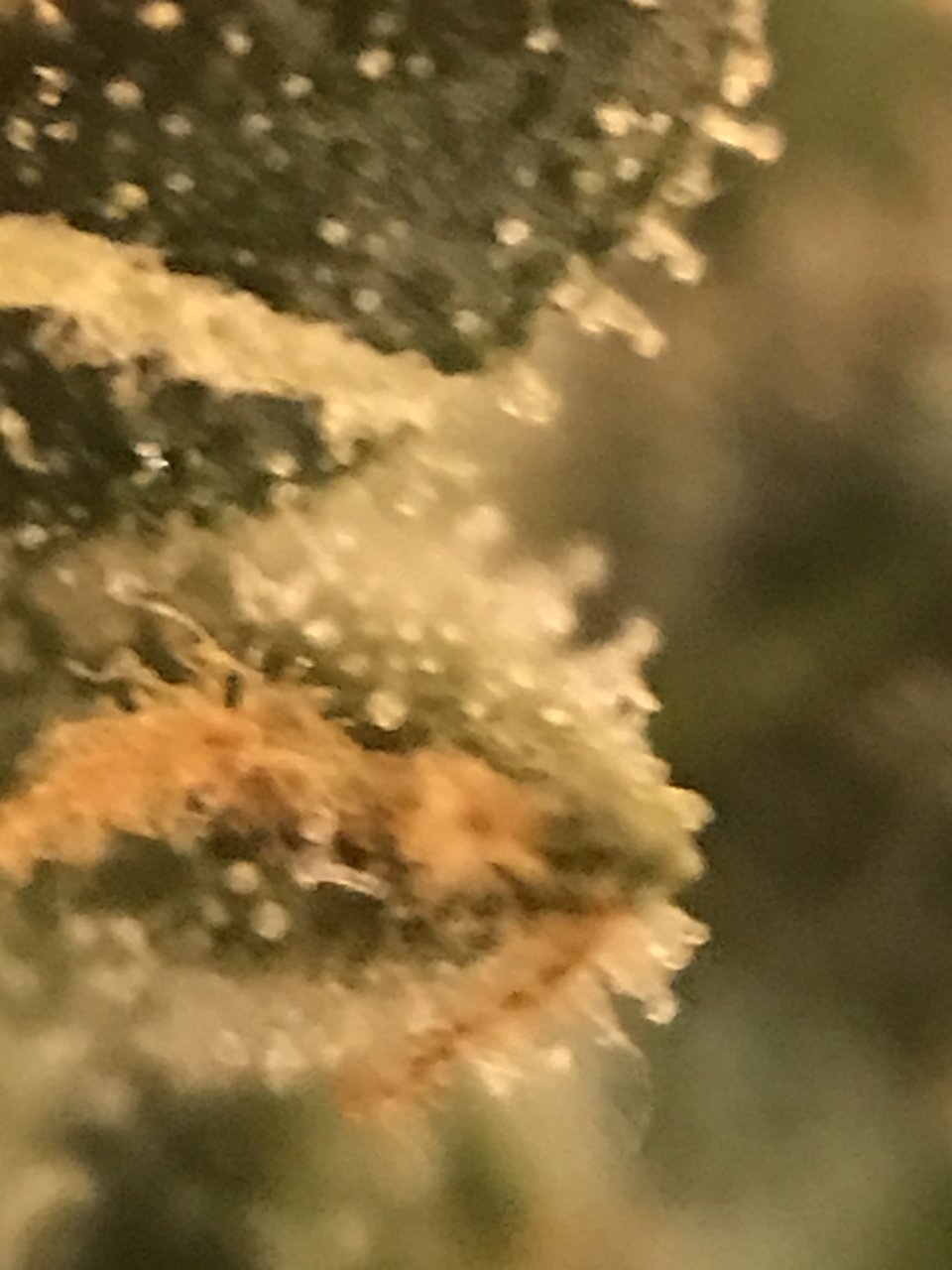 BG41 Trichomes.JPG