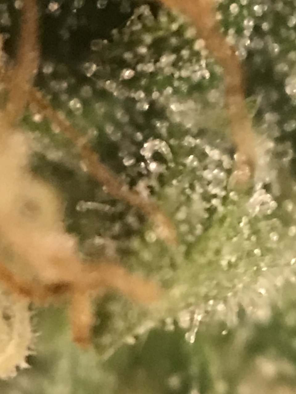 BG41 Trichomes.JPG