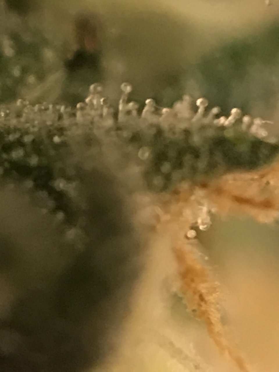 BG41 Trichomes.JPG