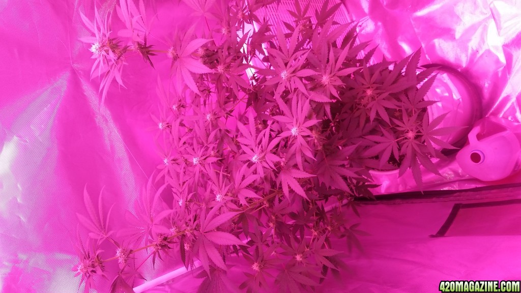 Bianca Flowering 22 Days