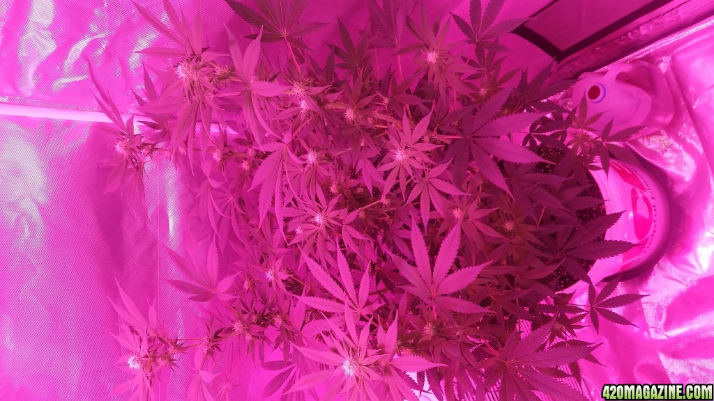 Bianca Flowering 22 Days