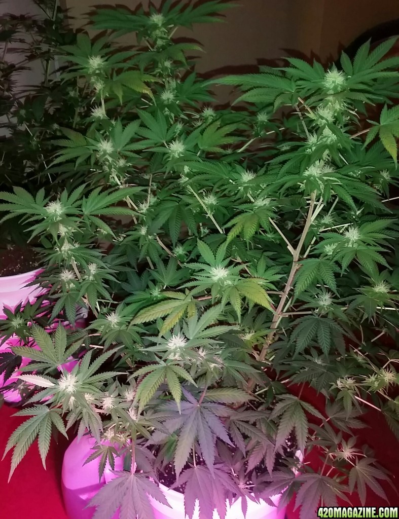 Bianca Flowering 22 Days