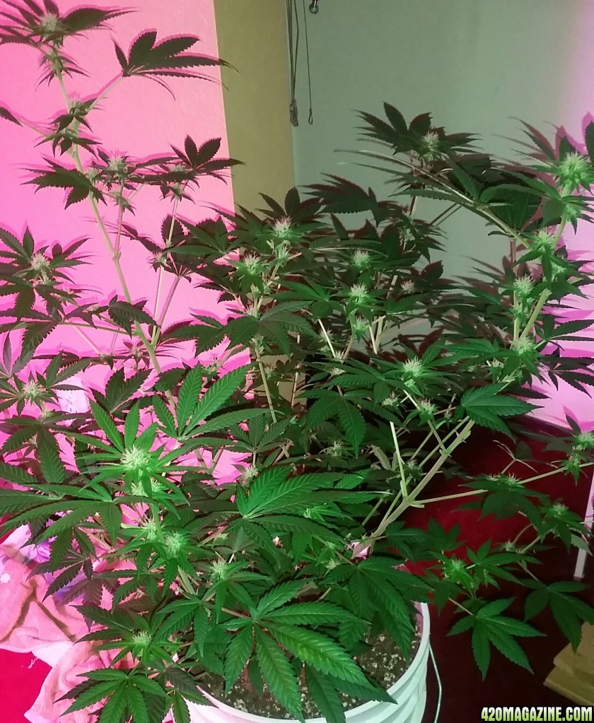 Bianca Flowering 22 Days