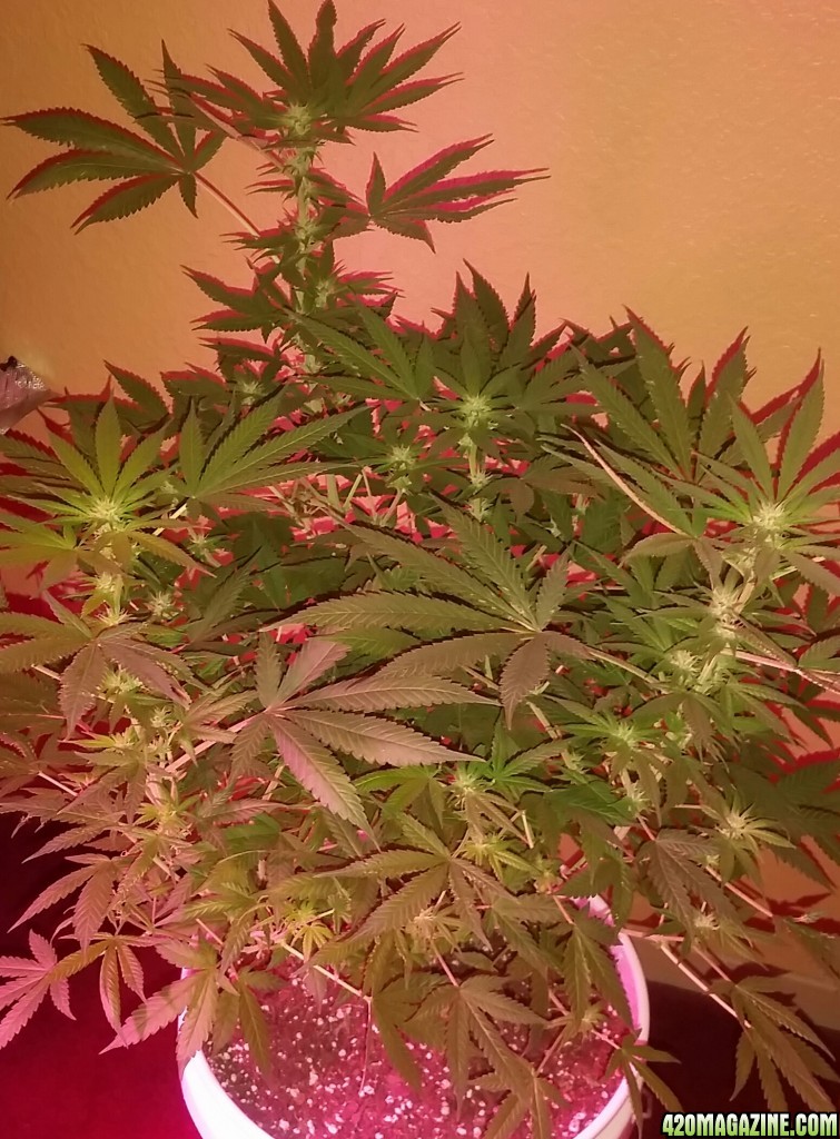 Bianca Flowering 22 Days