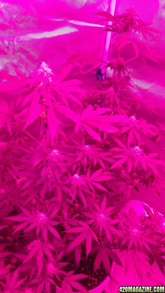 Bianca flowering