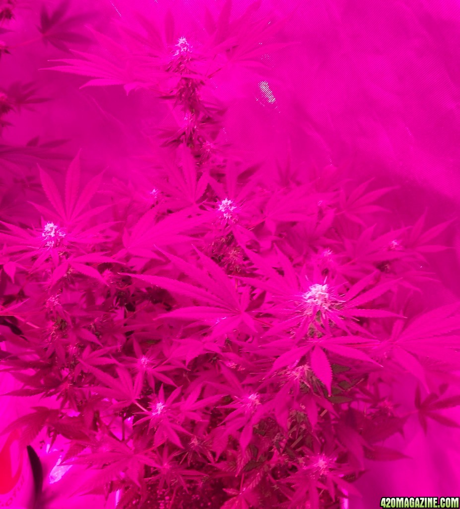 Bianca flowering