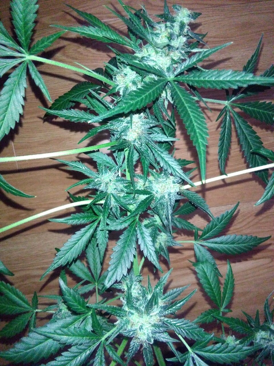 BID BUD AUTOMATIC BY SENSI SEEDS