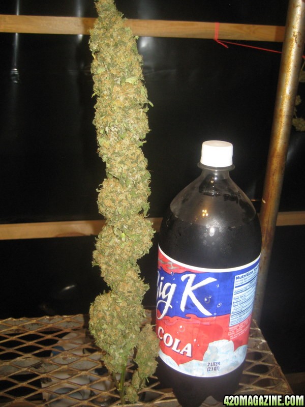 Big ass cola, crystally bud