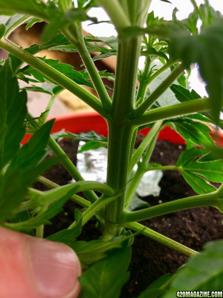 Big Bang Auto - 20 days old. How does she look?