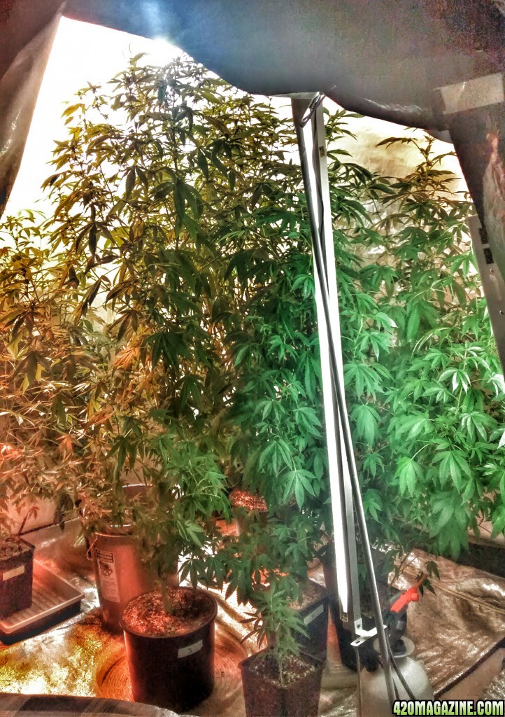 Big Birds......=) Day 18 Early Flower